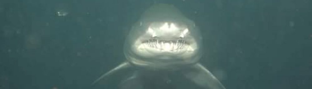 downthelinescuba.com